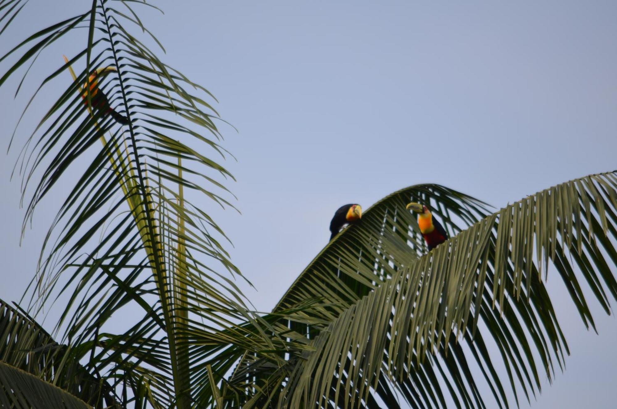 Pousada Alto Pirapitinga Villa Resende Exteriör bild